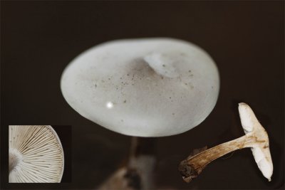 Grijze veldridderzwam - Melanoleuca exscissa