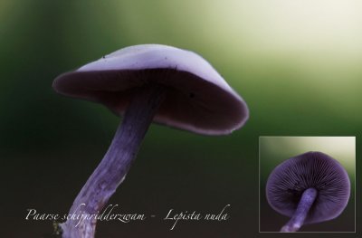 Paarse schijnridderzwam - Lepista nuda