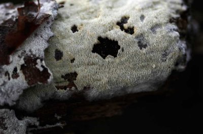 Splijtende tandzwam - Hyphodontia radula