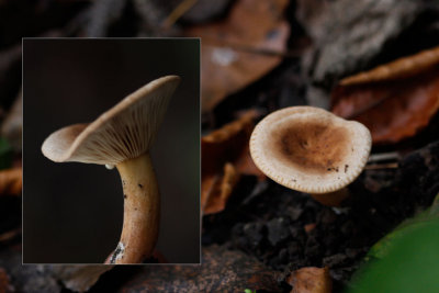 Bitterzoete Melkzwam - Lactarius subdulcis