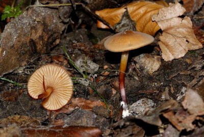 Hoornsteel-taailing-Marasmius-cohaerens.jpg