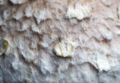 Wollige bundelzwam - Pholiota populnea