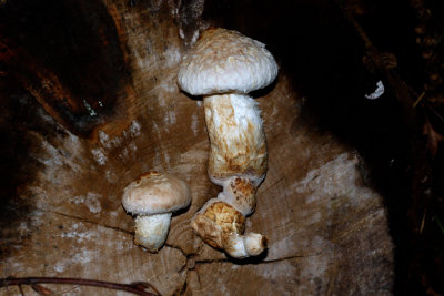 Wollige bundelzwam - Pholiota populnea