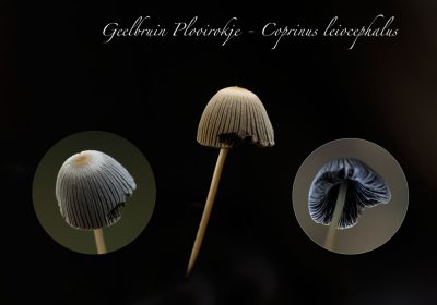 Geelbruin Plooirokje - Coprinu leiocephalus