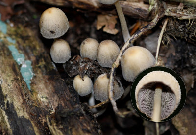 Gewone Glimmerinktzwam - Coprinus micaceus