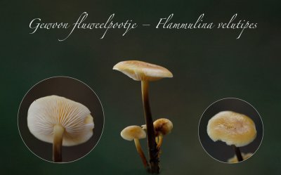 Gewoon fluweelpootje - Flammulina velutipes