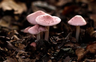 Heksenschermpje - Mycena rosea