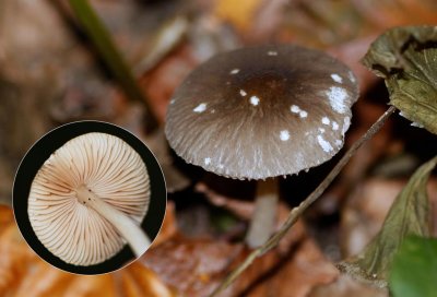 Splijthoedhertenzwam - Pluteus ephebeus