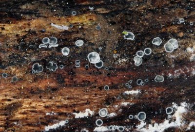 Gedrongen mollisia - Mollisia cinerea