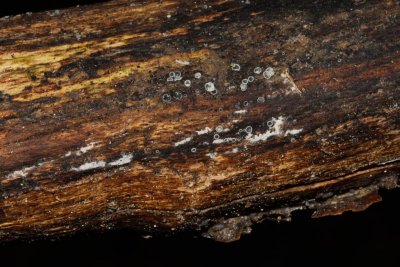 Gedrongen mollisia - Mollisia cinerea