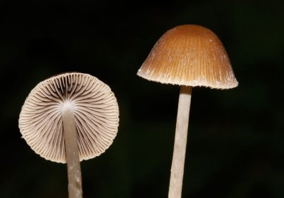 Sierlijke franjehoed - Psathyrella corrugis