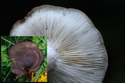 Kale veldridderzwam - Melanoleuca melaleuca ss. K�hner