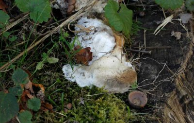 Asgrauwe kaaszwam - Oligoporus tephroleucus