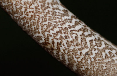 Grote parasolzwam - Macrolepiota procera