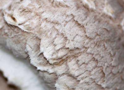 Grote parasolzwam - Macrolepiota procera