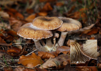 Knolhoningzwam - Armillaria lutea