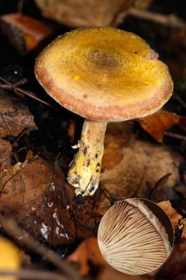 Echte Honingzwam - Armillaria mellea