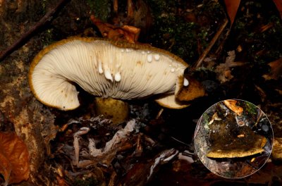 Zwartgroene melkzwam - Lactarius necator