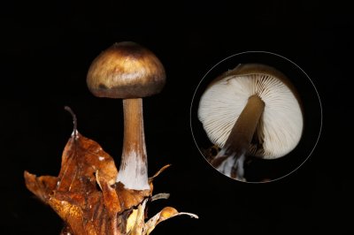 Botercollybia - Collybia butyracea