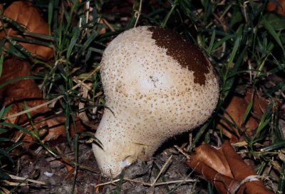 Plooivoetstuifzwam - Calvatia excipuliformis
