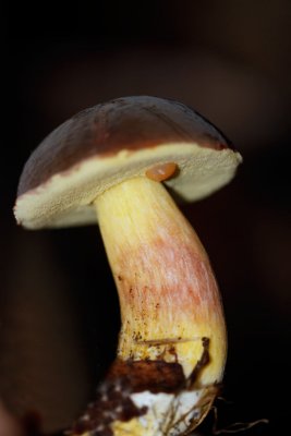 Purperbruine Fluweelboleet - Boletus pruinatus