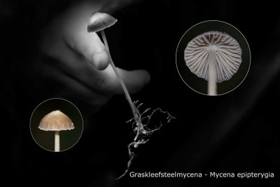 Graskleefsteelmycena - Mycena epipterygia