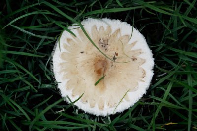 Rafelige parasolzwam - Macrolepiota excoriata
