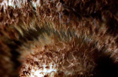 Schubbige bundelzwam - Pholiota squarrosa