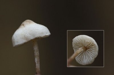 Kleine poederparasol - Cystolepiota seminuda