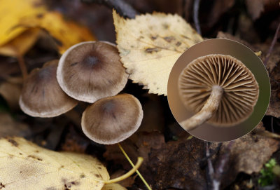 Roodbruine Gordijnzwam - Cortinarius subbalaustinus