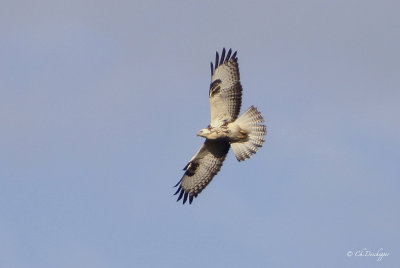 Buizerd - Buteo buteo