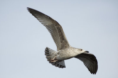 Zilvermeeuw  - Larus argentatus