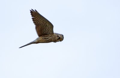 Torenvalk - Falco tinnunculus (vrouwtje)