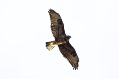 buizerd - buteo buteo