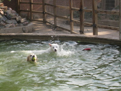 Kostya's First Swim