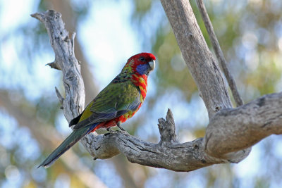 Adelaide Rosella