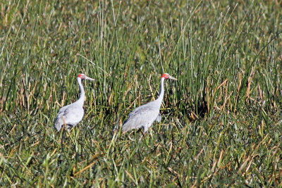 Brolga