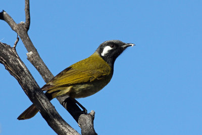 White-eared Honeyeater