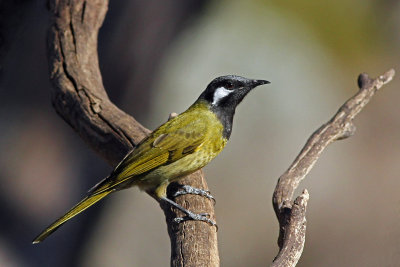 White-eared Honeyeater