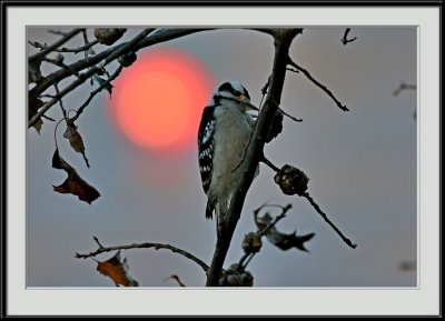IMG_1972psf.jpg
