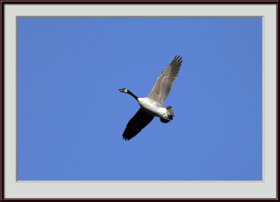 IMG_2190psf.jpg