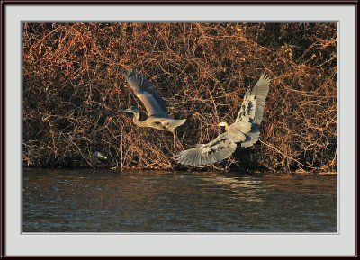 IMG_2104psf.jpg