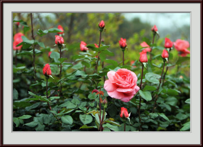 IMG_5926ps.jpg
