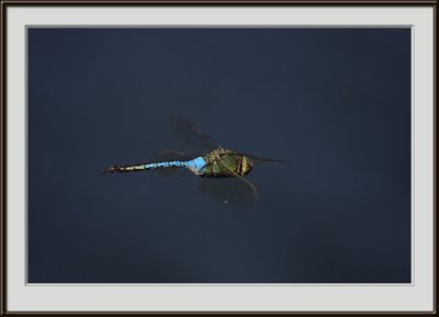IMG_0686.jpg