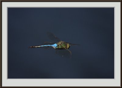 IMG_0686.jpg