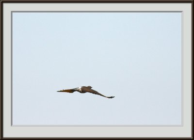 IMG_4144pf.jpg