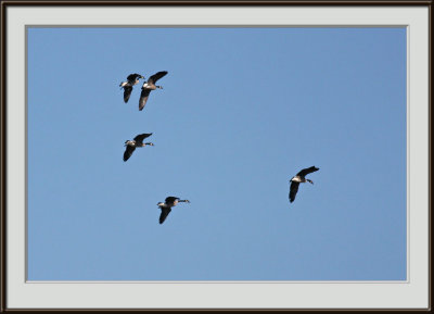 IMG_4199pf.jpg