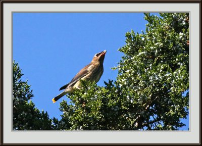 IMG_4224p_nif.jpg