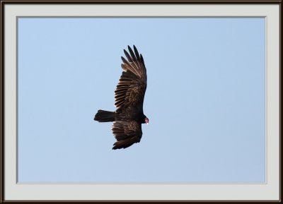 IMG_4304pf_ni.jpg