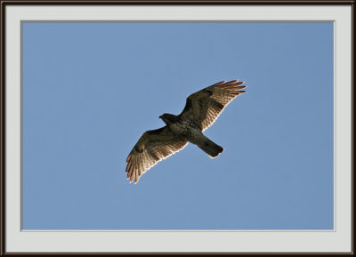 IMG_4341pf_ni.jpg